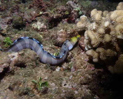 Gymnothorax rueppelliae - Haleiwa Ali'i