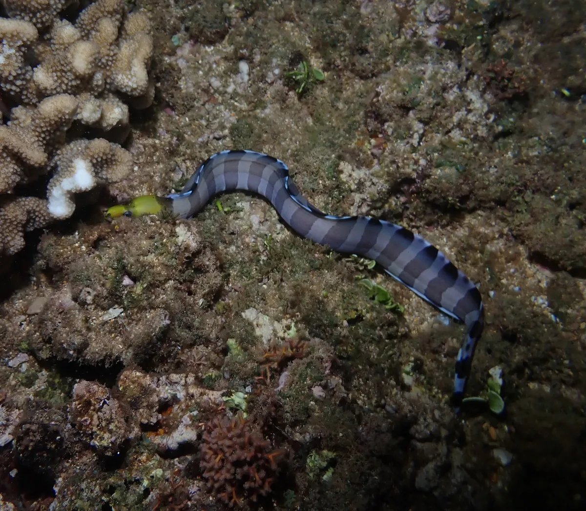 Gymnothorax rueppelliae - Haleiwa Ali'i