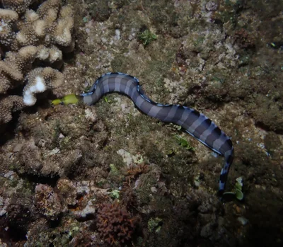 Gymnothorax rueppelliae - Haleiwa Ali'i