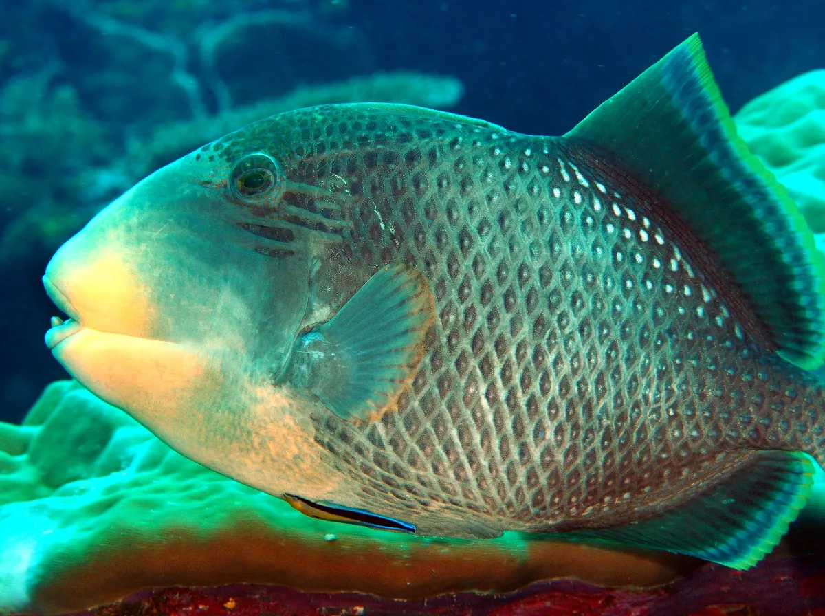 Yellowmargin Triggerfish