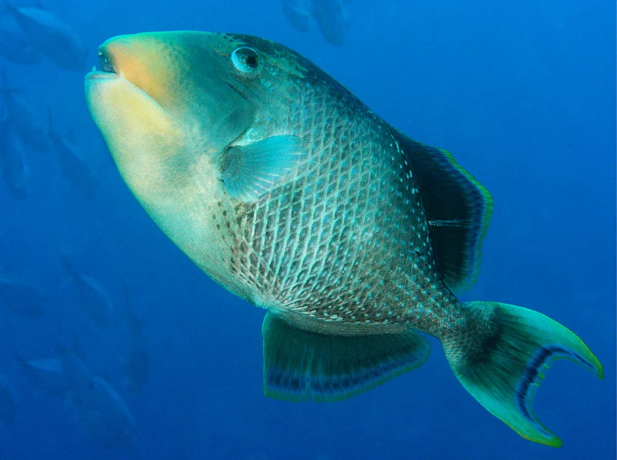 Yellowmargin Triggerfish