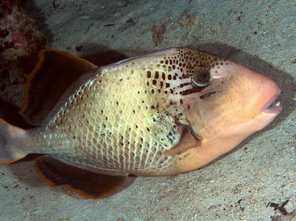 Yellowmargin Triggerfish - Juvenile
