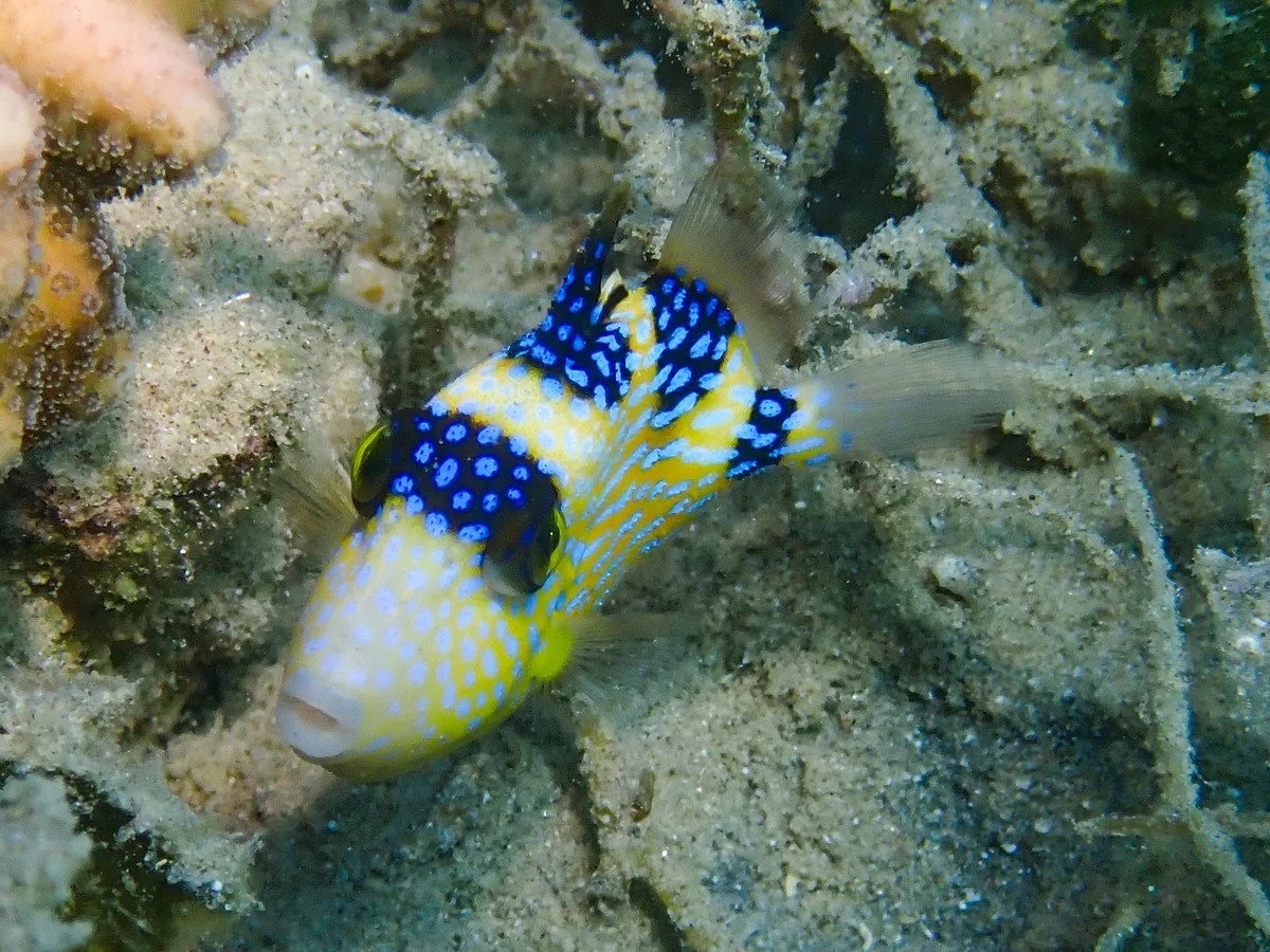 Yellowmargin Triggerfish (juvenile)