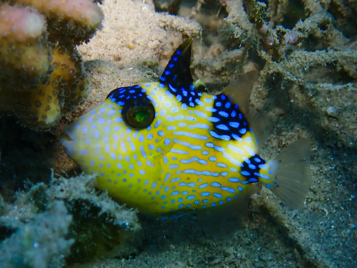 Yellowmargin Triggerfish (juvenile)