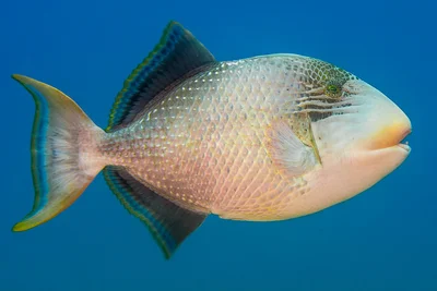 Yellowmargin Triggerfish - Pseudobalistes flavimarginatus