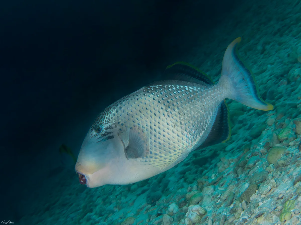 Yellowmargin Triggerfish - Pseudobalistes flavimarginatus