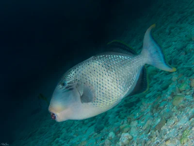 Yellowmargin Triggerfish - Pseudobalistes flavimarginatus