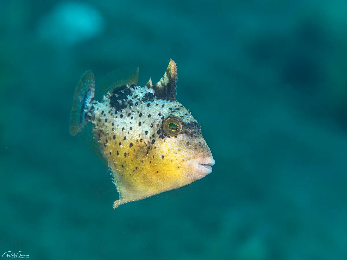 Yellowmargin Triggerfish - Juvenile - Pseudobalistes flavimarginatus