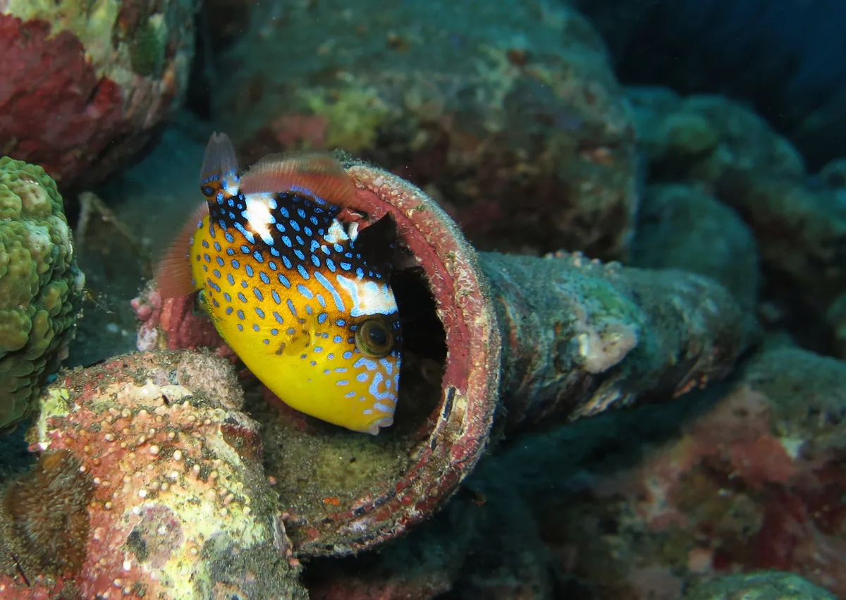 Yellowmargin triggerfish juvenile (Pseudobalistes flavimarginatus)