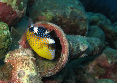 Yellowmargin triggerfish juvenile (Pseudobalistes flavimarginatus)