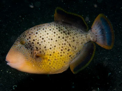 Pseudobalistes flavimarginatus