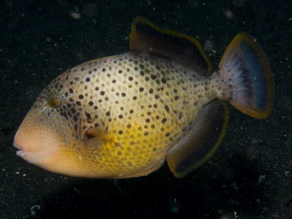 Pseudobalistes flavimarginatus