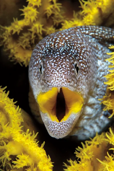 Yellowmouth Moray