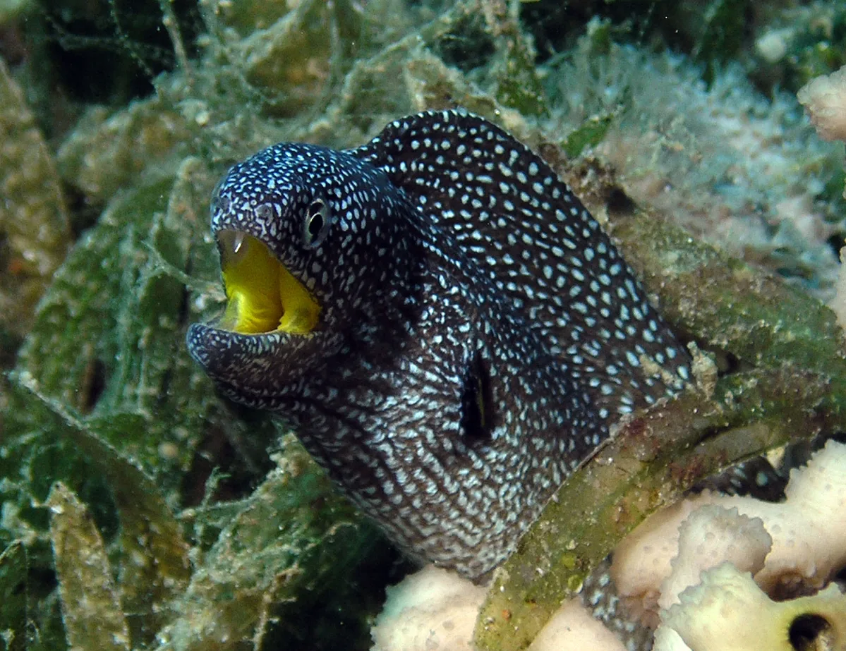 Yellowmouth Moray