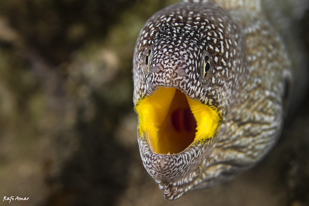 Yellowmouth Moray - Gymnothorax nudivomer