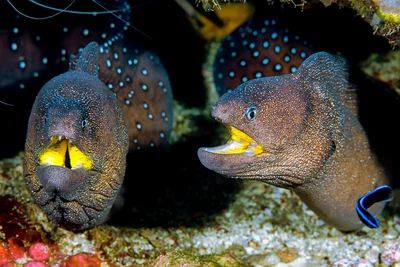 Yellowmouth moray - Gymnothorax nudivomer