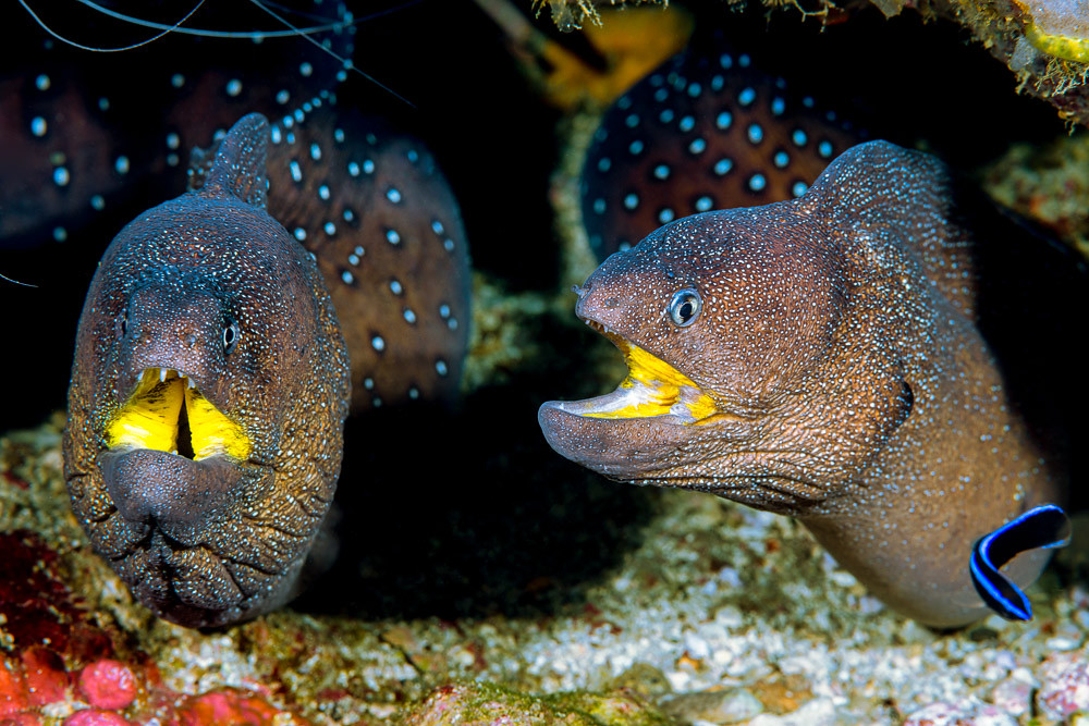 Yellowmouth moray - Gymnothorax nudivomer