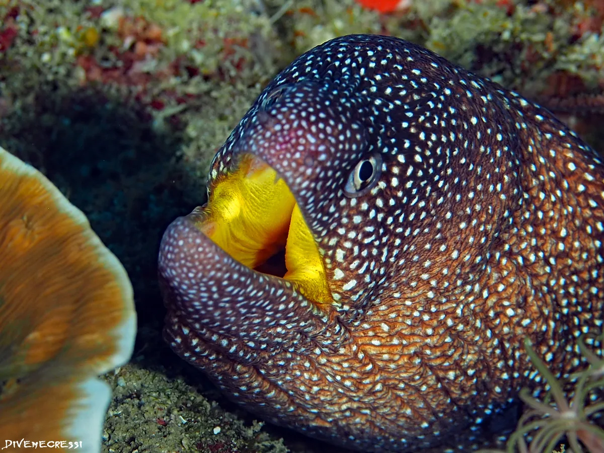 Yellow -Mouth Moray - Gymnothorax nudivomer