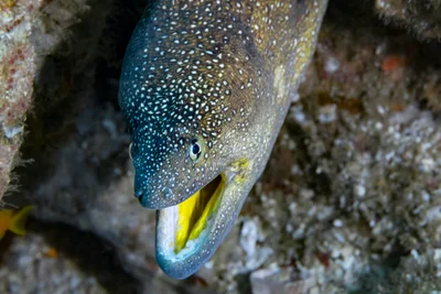 Yellowmouth moray-Murène à bouche jaune (Gymnothorax nudivomer)