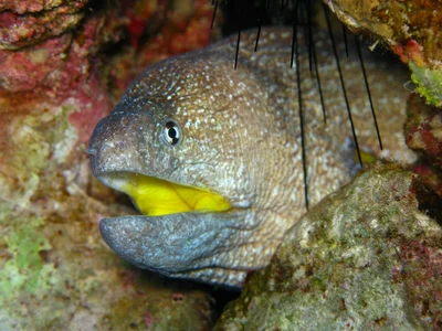 Yellowmouth Moray - Gymnothorax nudivomer