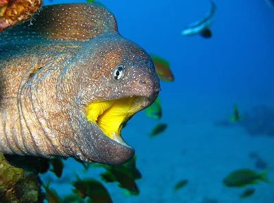 Yellowmouth moray