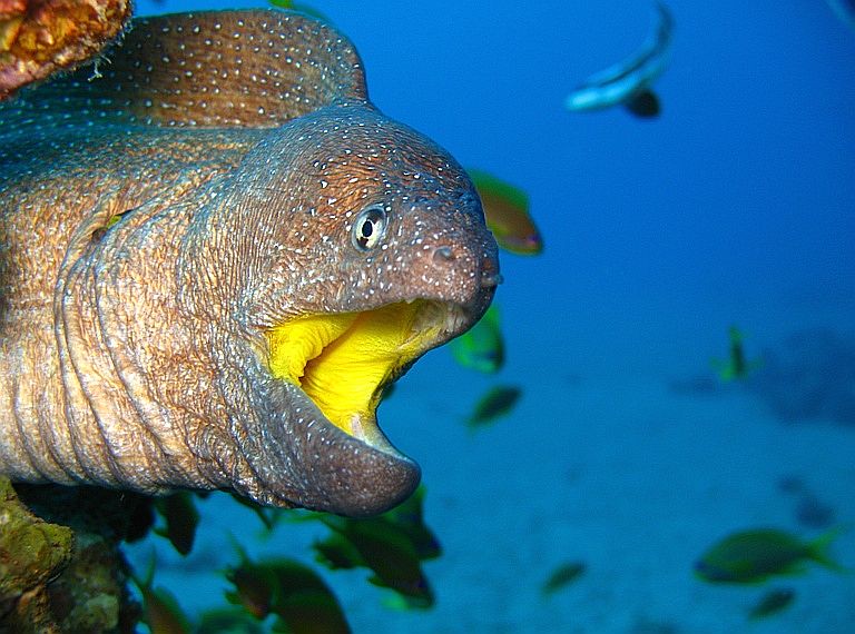 Yellowmouth moray