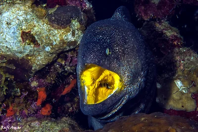 Yellowmouth Moray - Gymnothorax nudivomer
