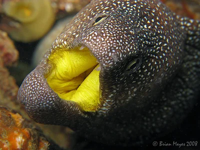 Yellowmouth Moray (Gymnothorax nudivomer)