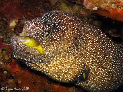 Yellowmouth Moray (Gymnothorax nudivomer)