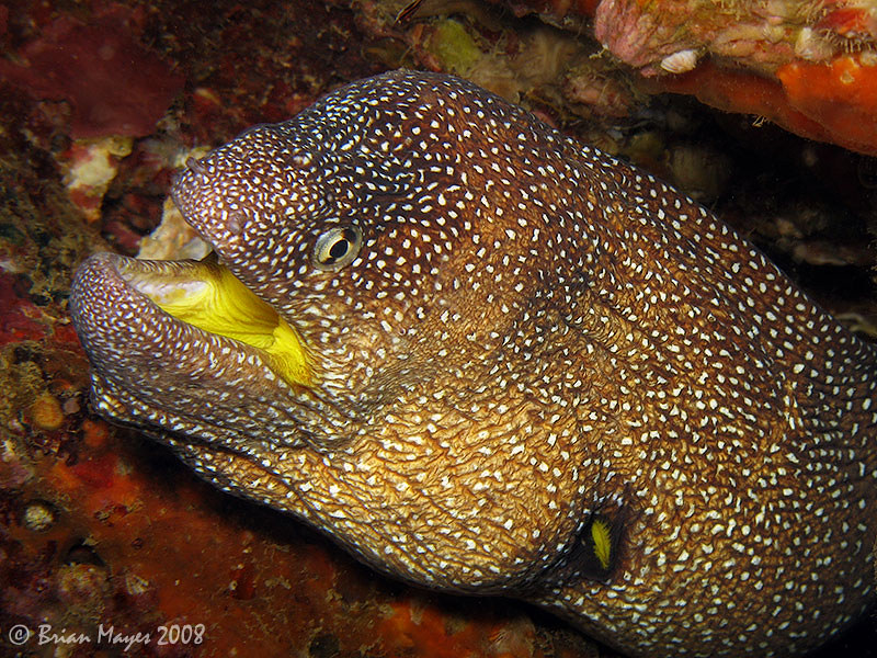 Yellowmouth Moray (Gymnothorax nudivomer)