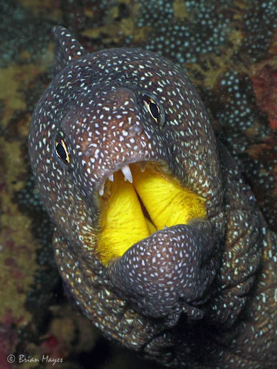 Yellowmouth Moray (Gymnothorax nudivomer)