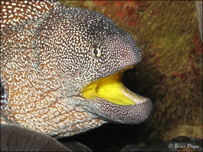 Yellowmouth Moray (Gymnothorax nudivomer)