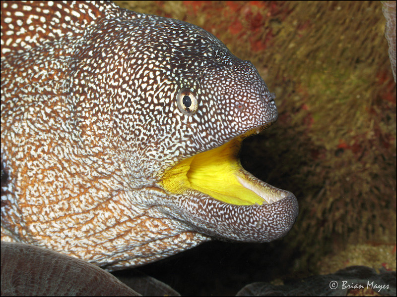 Yellowmouth Moray (Gymnothorax nudivomer)