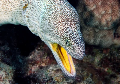 Yellowmouth moray (Gymnothorax nudivomer)