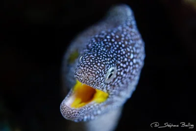 Yellow-Mouthed Moray
