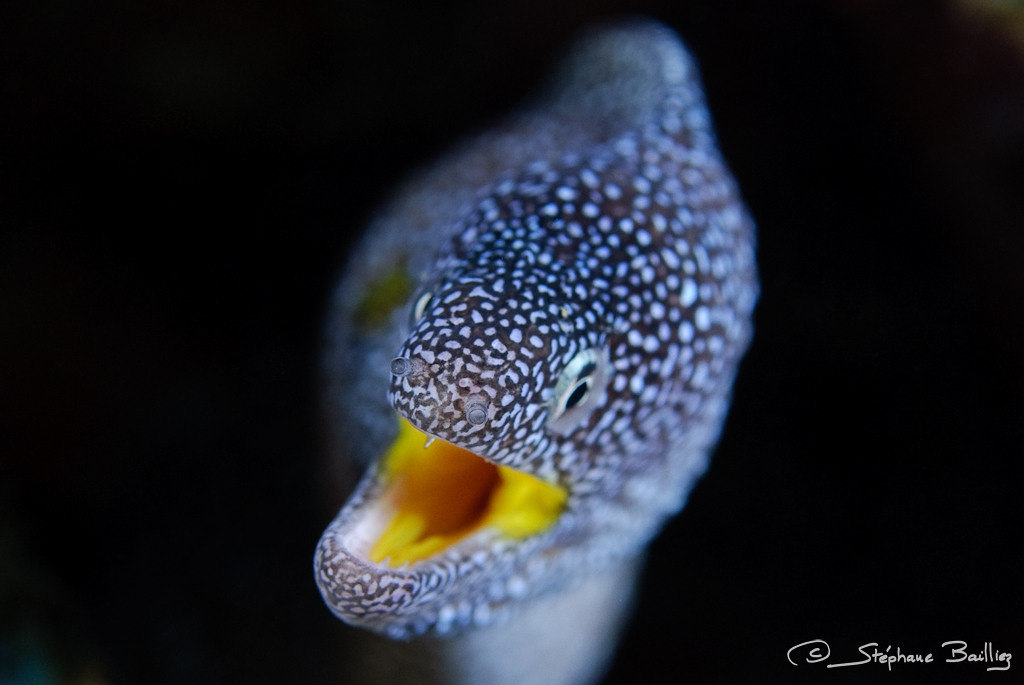 Yellow-Mouthed Moray