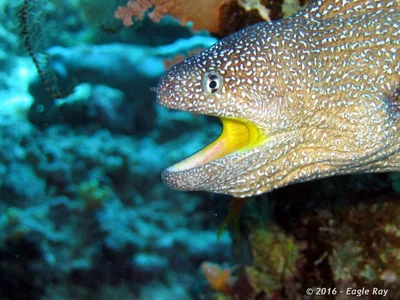 Yellow-mouthed Moray