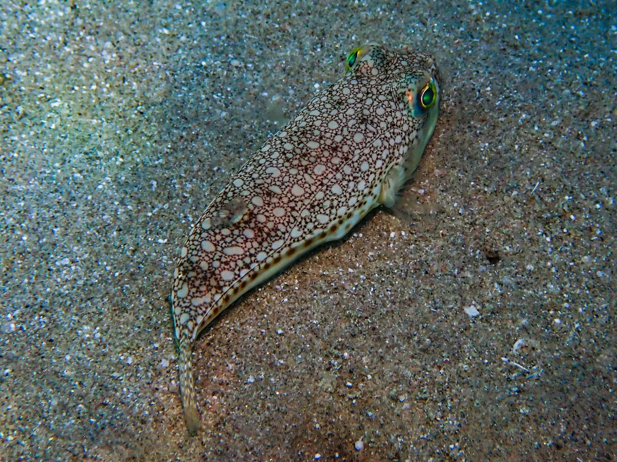 Yellowspoted Puffer