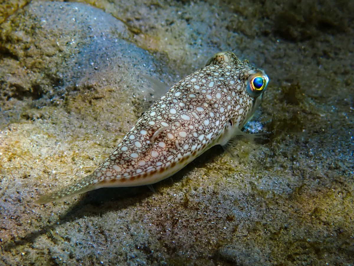 Yellowspoted Puffer
