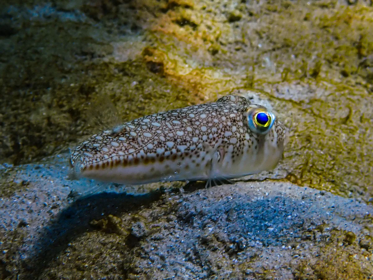 Yellowspoted Puffer