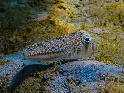 Yellowspoted Puffer