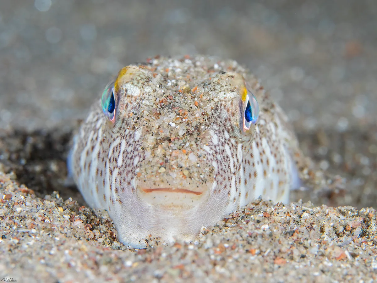 Yellowspotted Puffer - Torquigener flavimaculosus