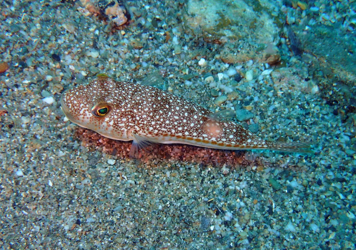 Torquigener flavimaculosus