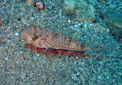 Torquigener flavimaculosus