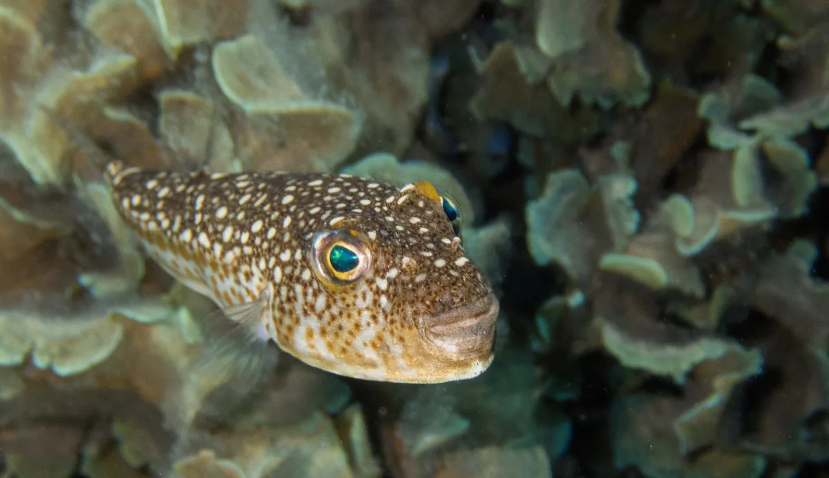 Common Pufferfish (Torquigener flavimaculosus (Hardy & Randall, 1983))
