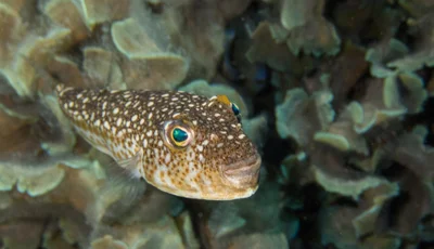 Common Pufferfish (Torquigener flavimaculosus (Hardy & Randall, 1983))