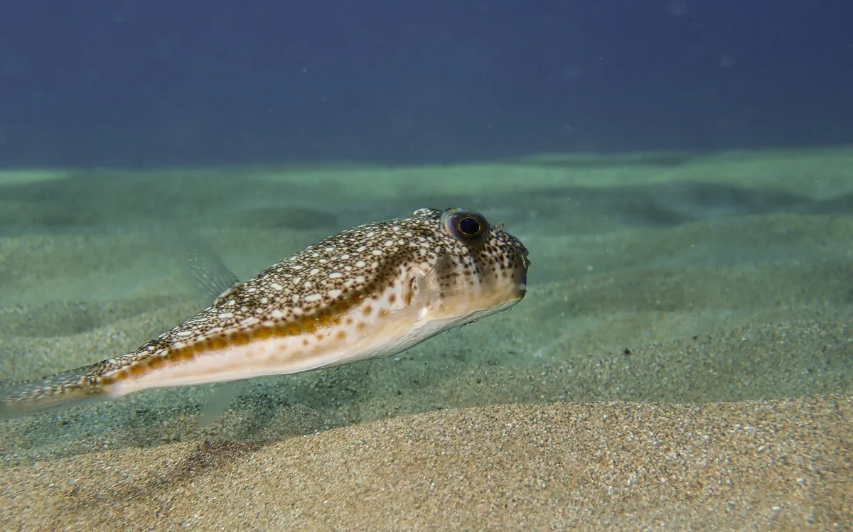 Common Pufferfish (Torquigener flavimaculosus (Hardy & Randall, 1983))