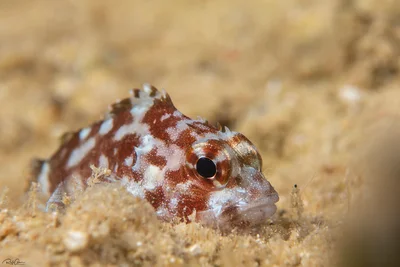 Yellowspotted Scorpionfish - Sebastapistes cyanostigma