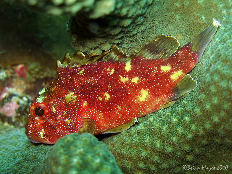 Yellow Spotted Scorpionfish (Sebastapistes cyanostigma)