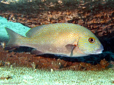 Yellowspotted Thicklip
